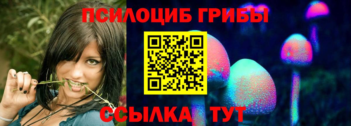 Галлюциногенные грибы Psilocybe Свободный